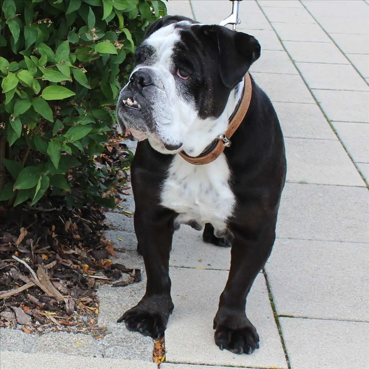 Shorty - Englische Bulldogge - Bild 1