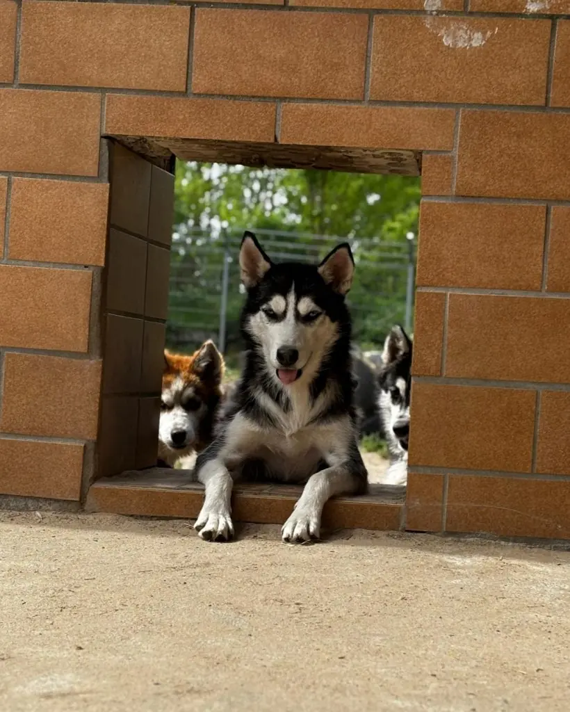 Mago - Siberian Husky - Bild 2