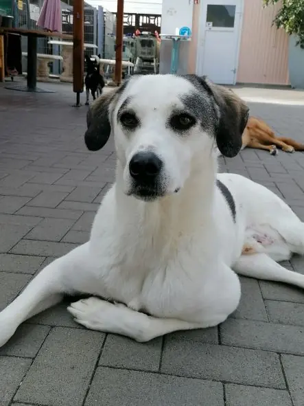 Kemo -  - Bild 25