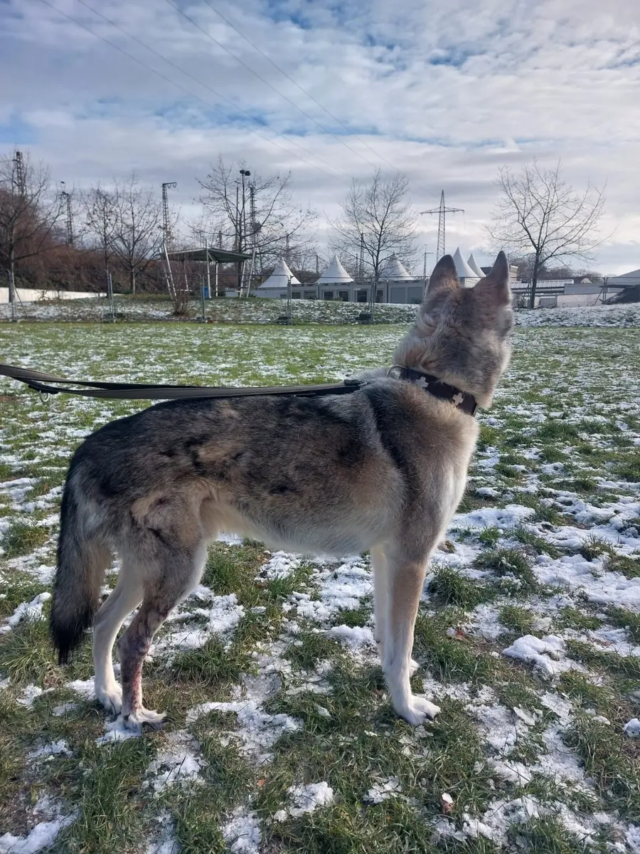 Askan - Siberian Husky - Bild 5
