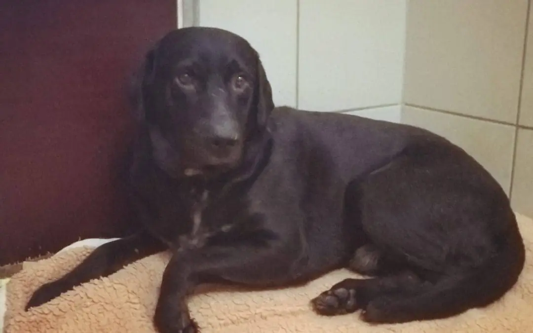 Labrador Retriever-Mix Django