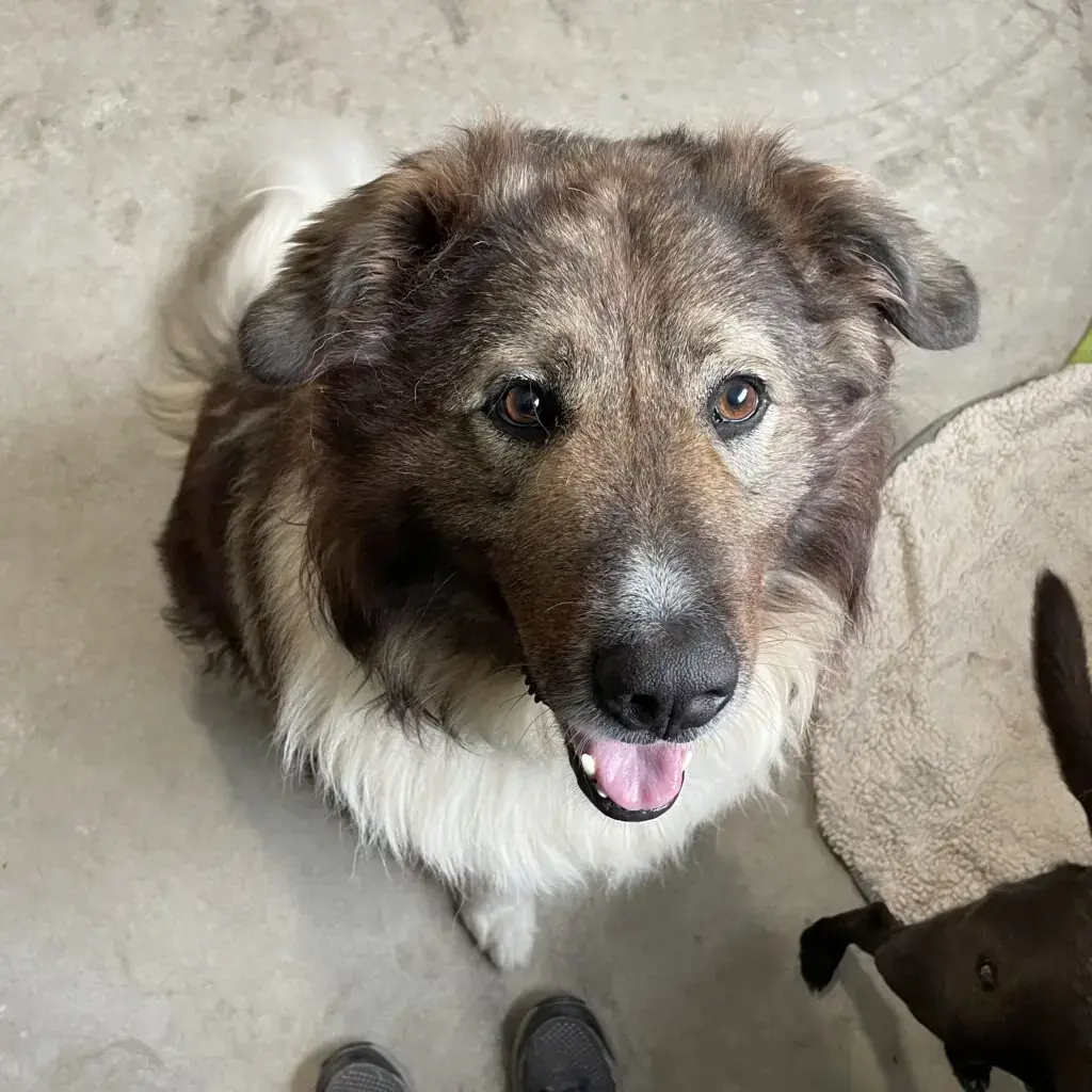 Balu -  - Bild 2