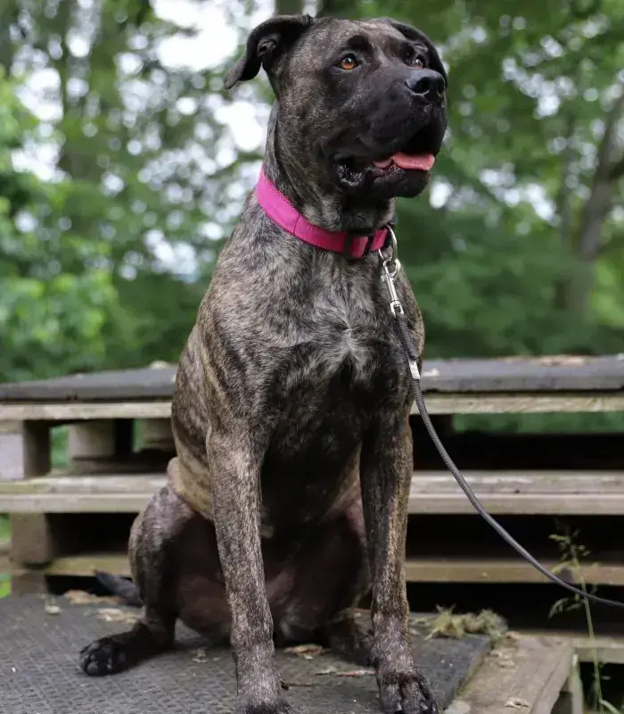 Cora - Dogo Canario - Bild 12