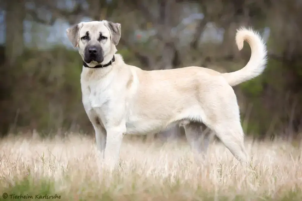 Kangal-Hirtenhund Pascha