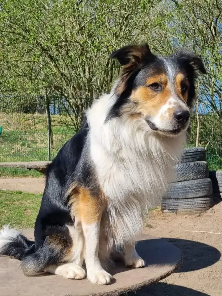 Bingo - Border Collie - Bild 2