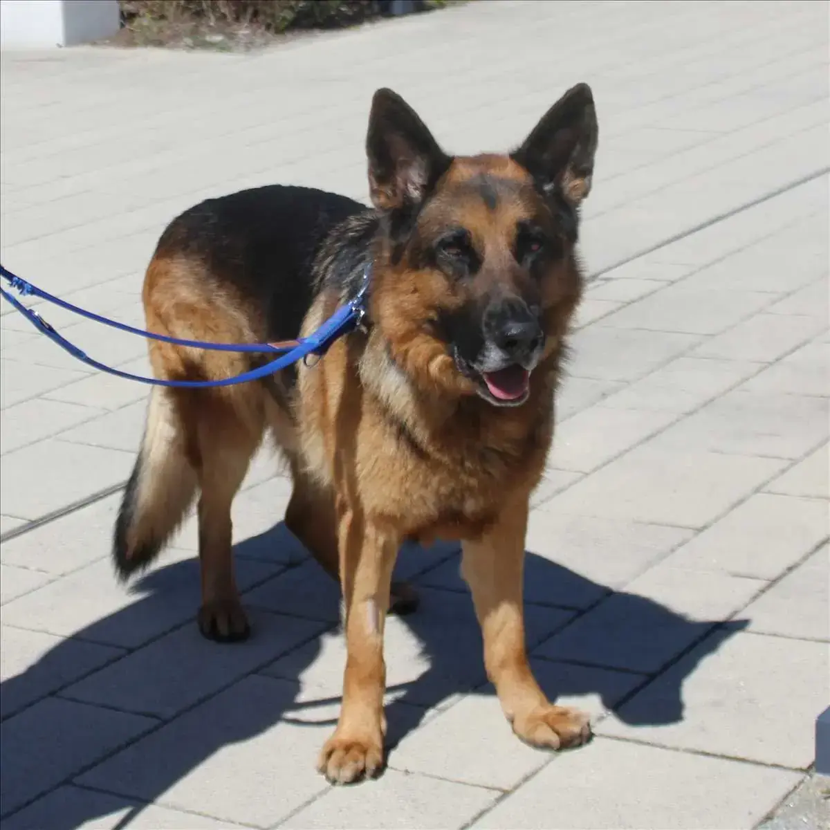 Milou - Deutscher Schäferhund - Bild 1