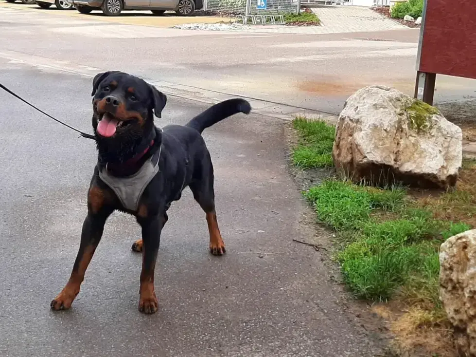 Amigo - Rottweiler - Bild 9