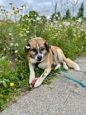 Loui – Mischling – Bild 41