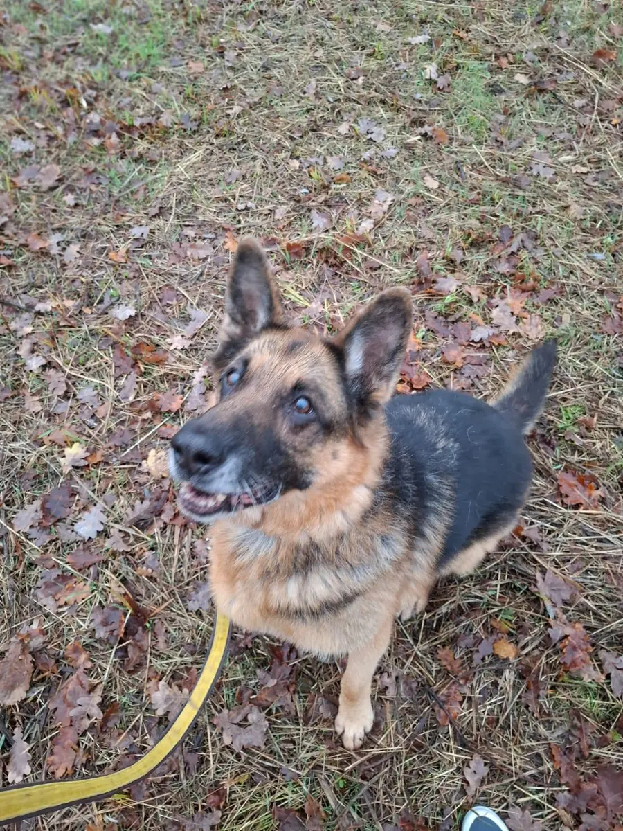 Aaron - Deutscher Schäferhund - Bild 11
