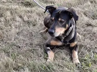 Elmo - Deutscher Schäferhund - Bild 3