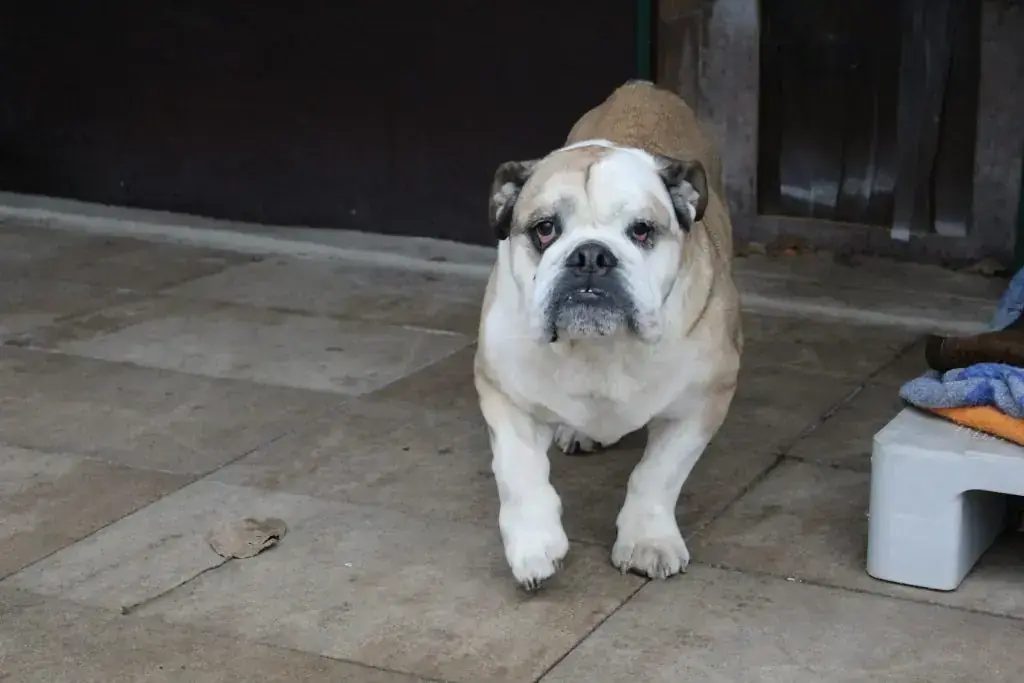 Hund Duke