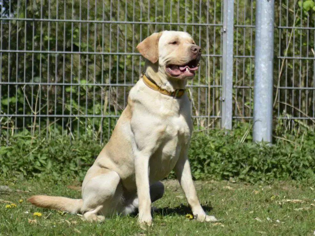 Sammy - Labrador Retriever - Bild 1