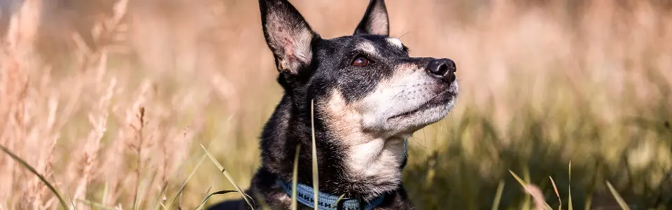 Staffordshire Bullterrier-Mix Anton