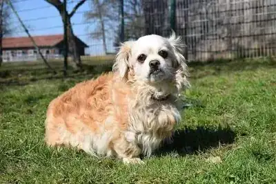 Penny und Wise – Pekingese – Bild 3