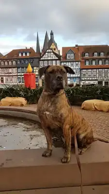 Tira – Hund – Bild 26
