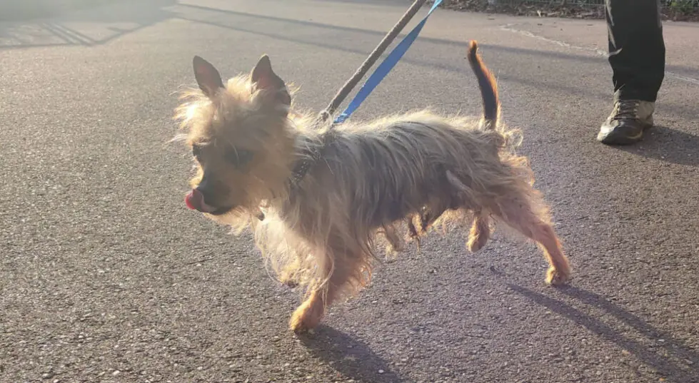 Max - Chihuahua - Bild 2