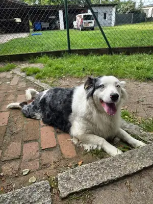 Curly – Australian Shepherd – Bild 5