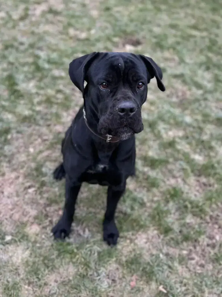 Skyler - Cane Corso Italiano - Bild 2