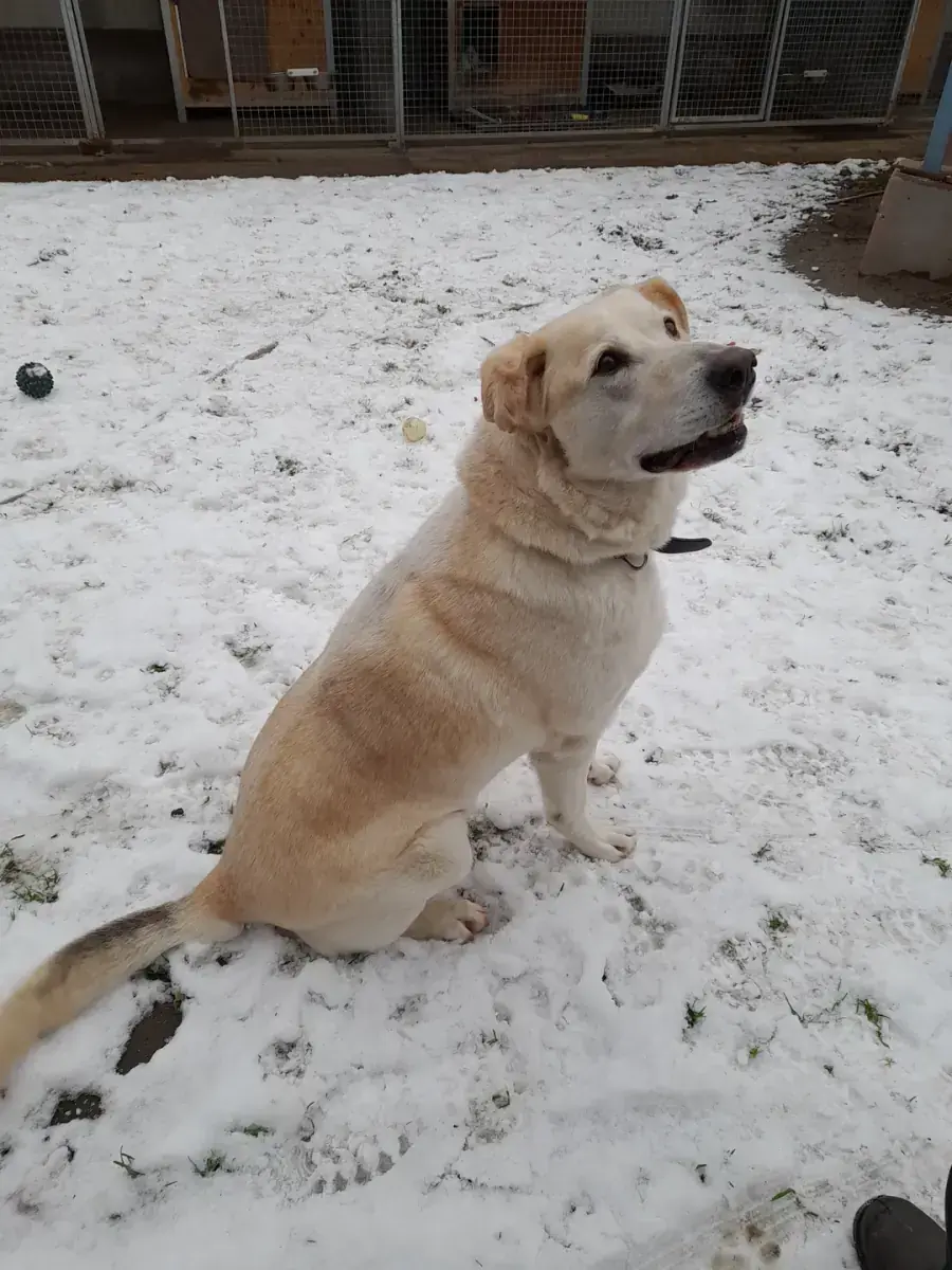Labrador Retriever, Siberian Husky Spyke
