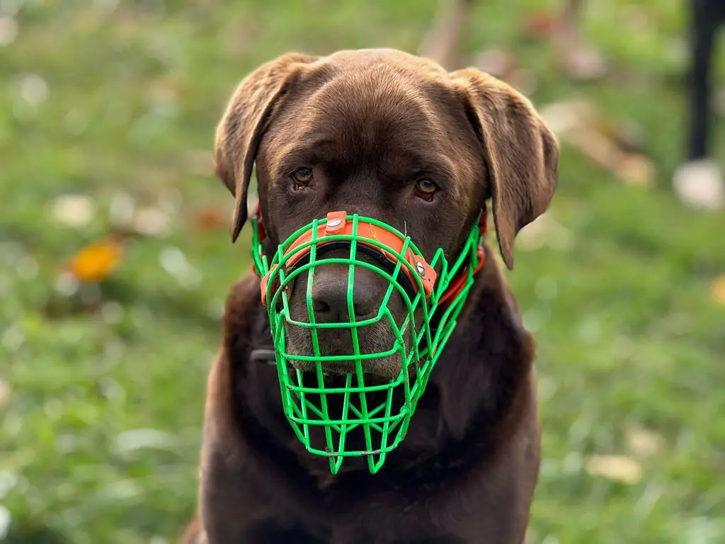 Neo - Labrador Retriever - Bild 8