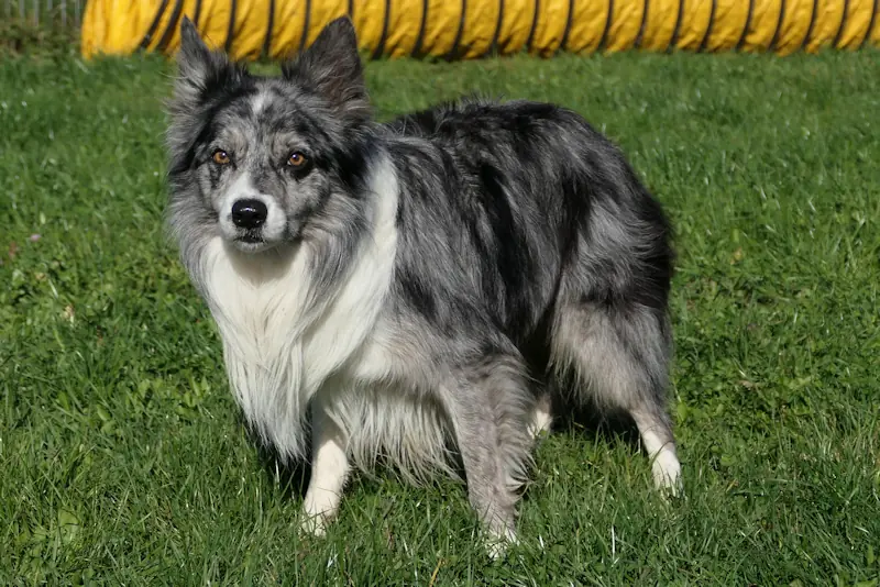 Moritz - Border Collie - Bild 2