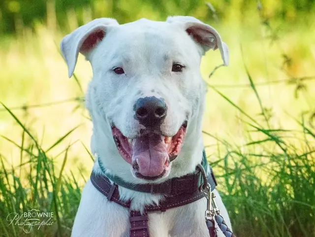 Bones - Dogo Argentino - Bild 11