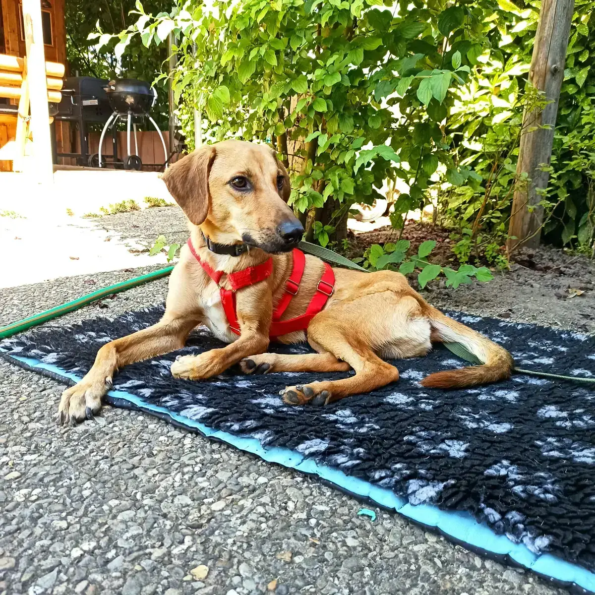 Hund Luigi