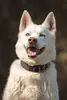 Balou - Siberian Husky - Bild 3