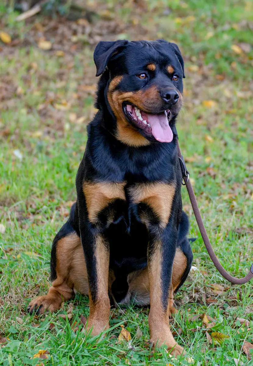 Tiger - Rottweiler - Bild 4