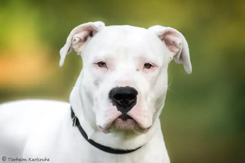 Dogo Argentino Bella
