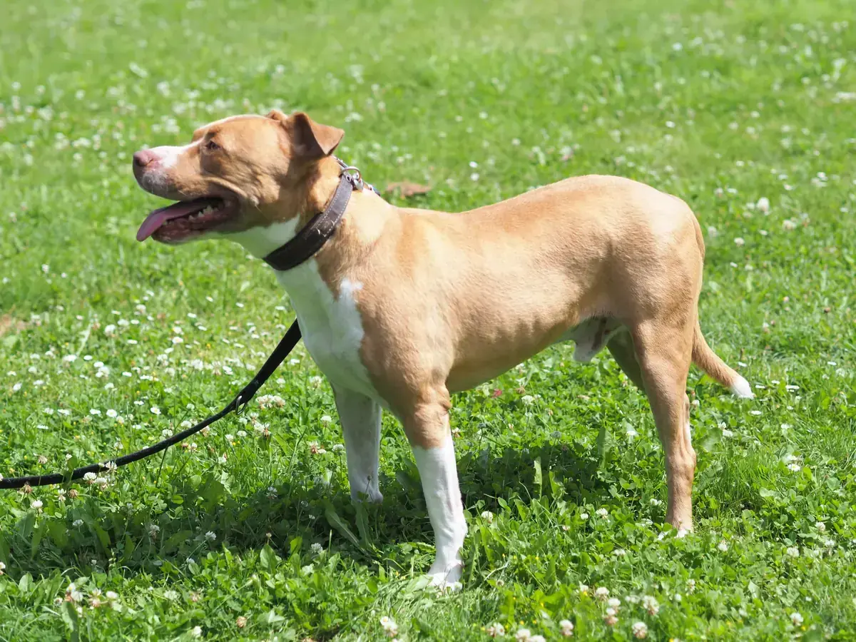 Chapo -  - Bild 2