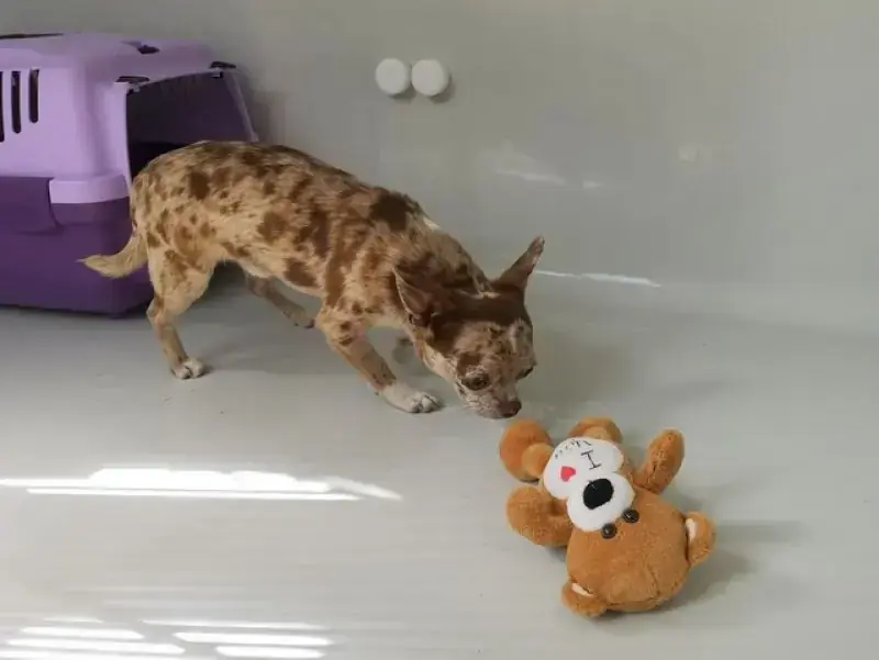 Hugo - Chihuahua - Bild 8