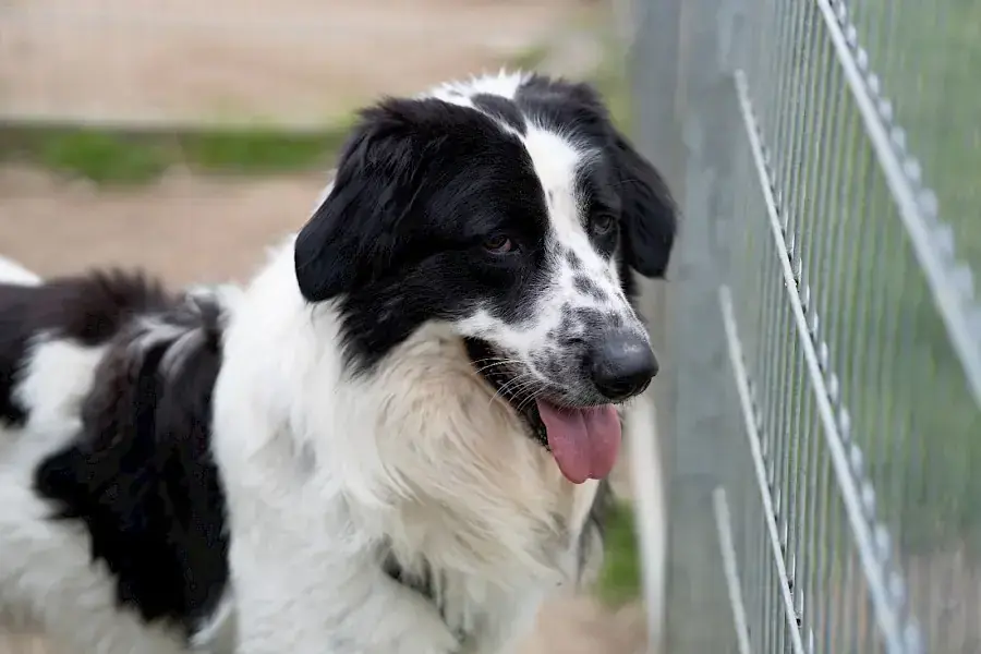 Pongo -  - Bild 12