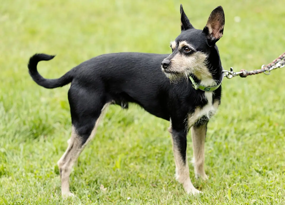 Patu - Riesenschnauzer, Afghanischer Windhund - Bild 4