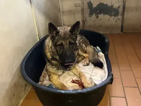 Deutscher Schäferhund-Mix Levy