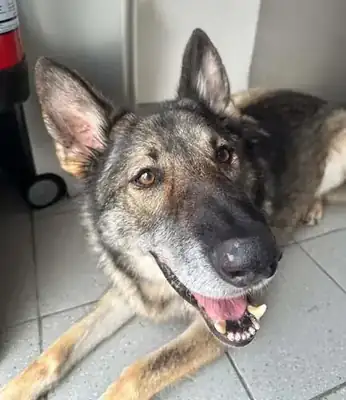Wölfchen – Hund – Bild 17