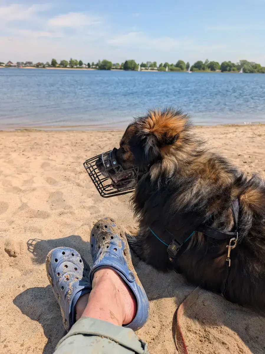 Baloo - Deutscher Schäferhund - Bild 4