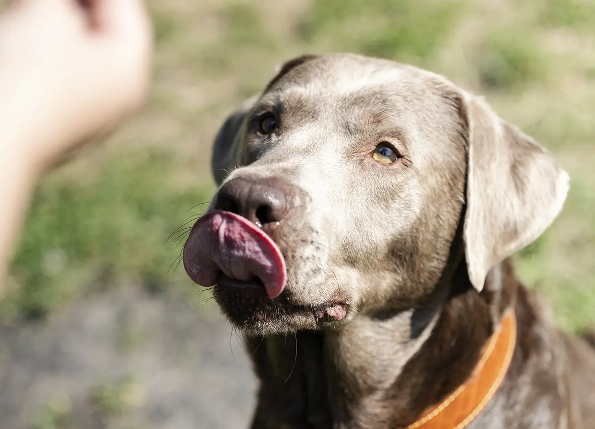 Miro - Labrador Retriever - Bild 4