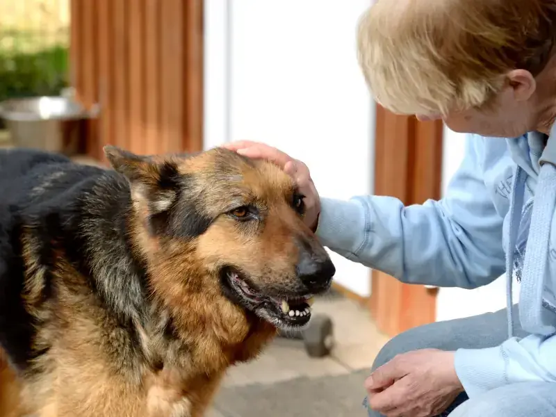 Dex - Deutscher Schäferhund - Bild 3
