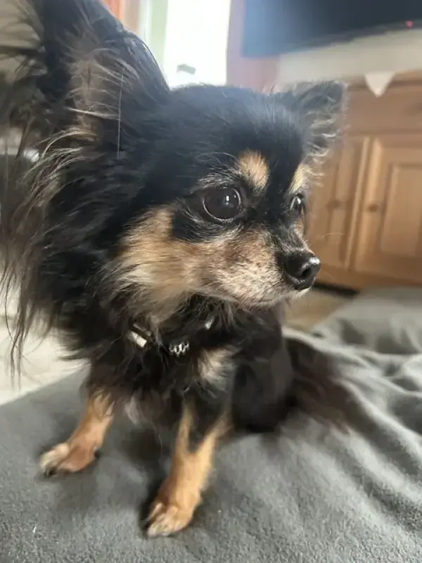 Cora - Chihuahua - Bild 4