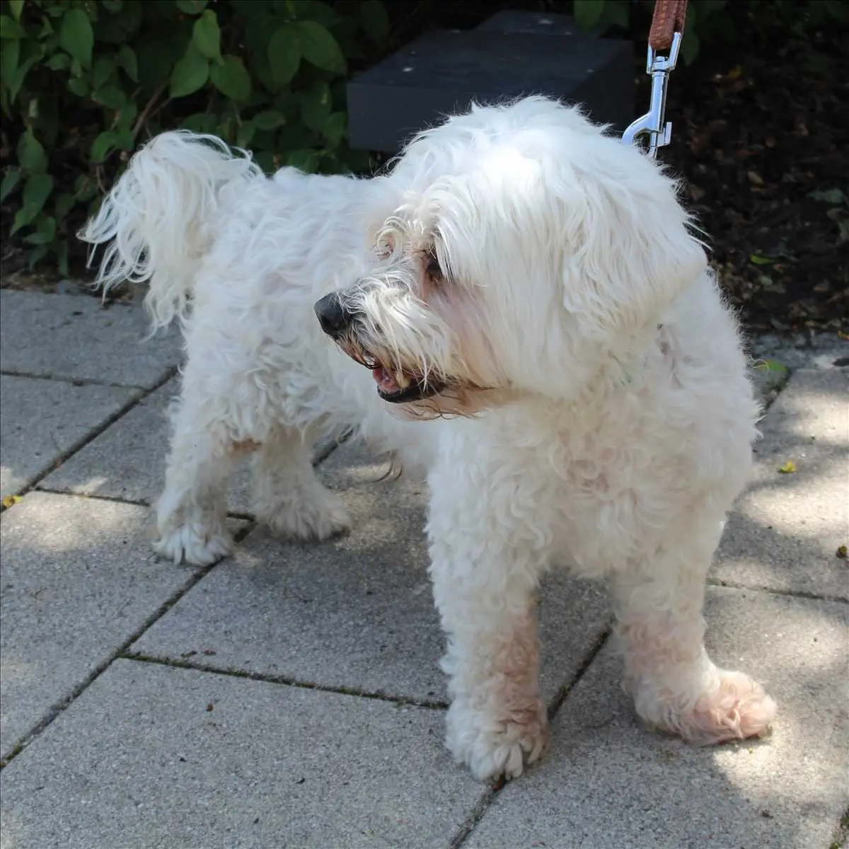 Fritzi -  - Bild 1