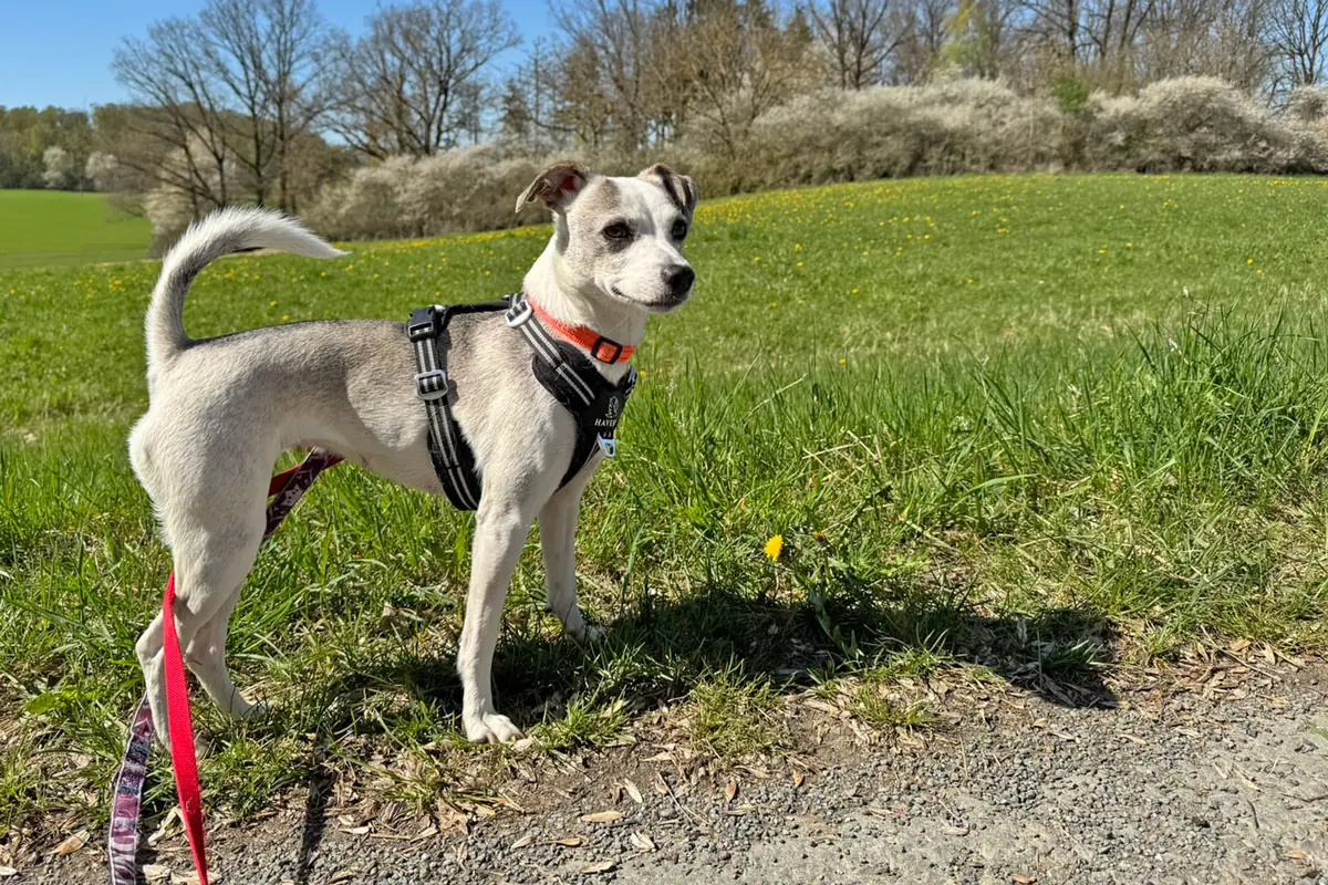 Paula -  - Bild 1