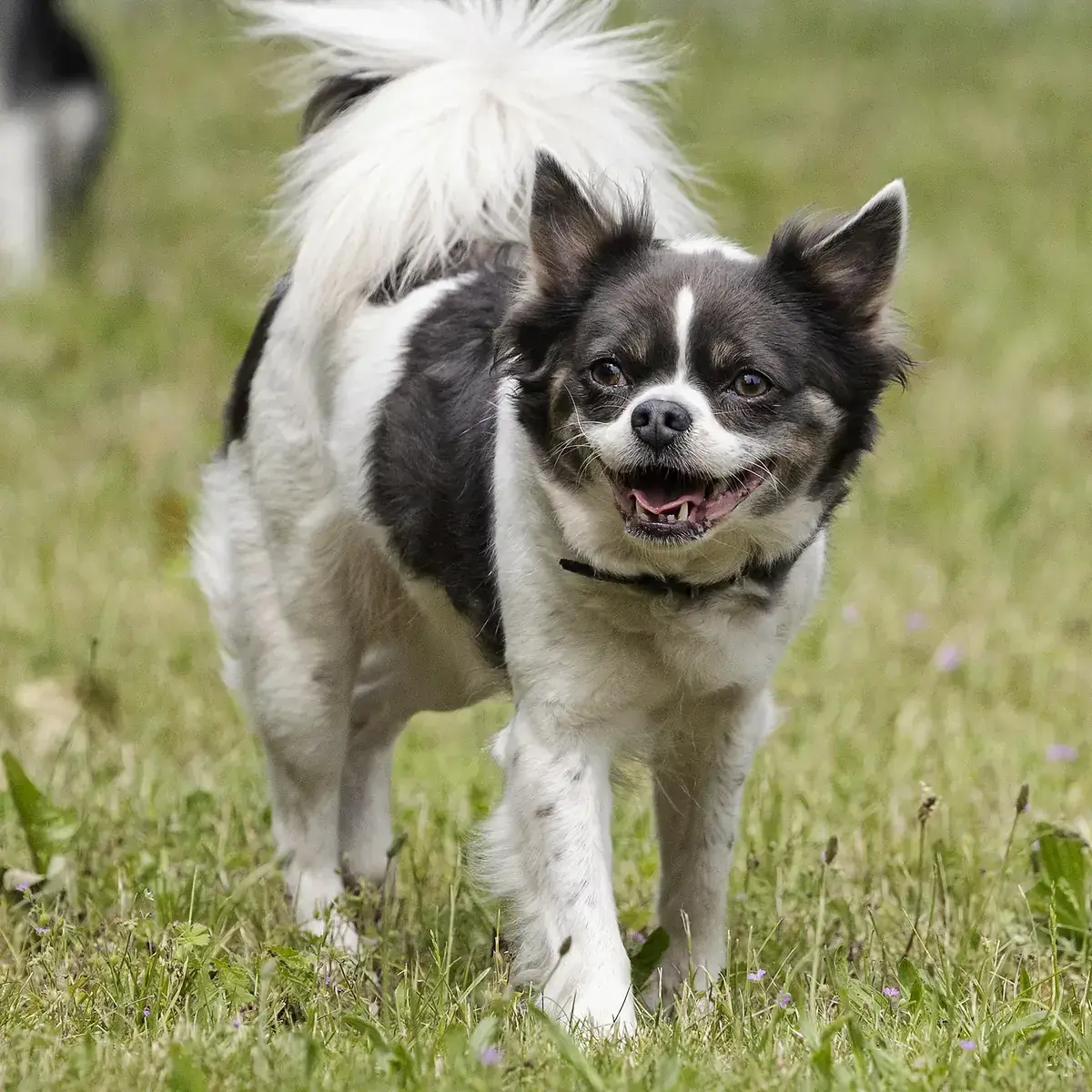 Lilli - Französische Bulldogge, Chihuahua - Bild 2