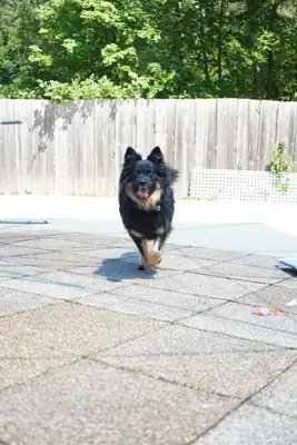 Kiki – Hund – Bild 15
