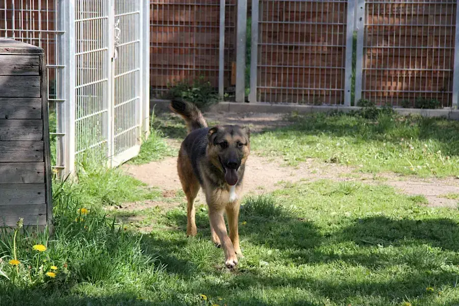 Billy - Deutscher Schäferhund - Bild 2