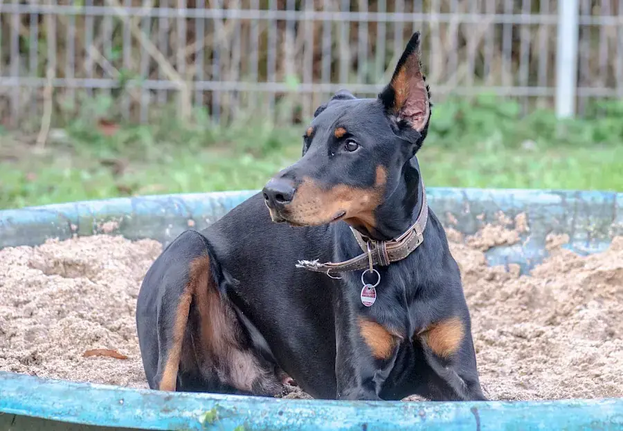 Ikarus - Dobermann - Bild 5