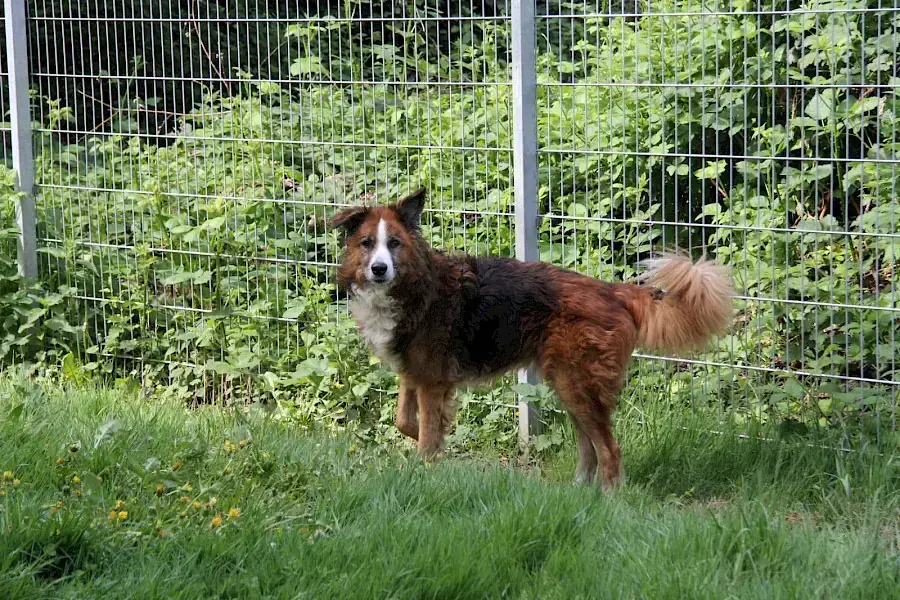 Sparky -  - Bild 4