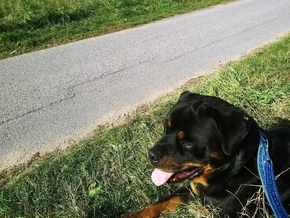 Nero - Rottweiler - Bild 3