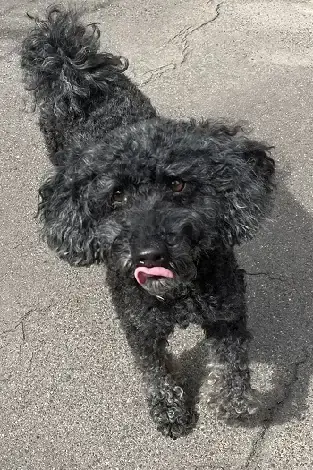 Blacky - Pudel - Bild 5