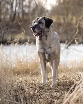 Naz - Kangal-Hirtenhund - Bild 2